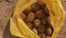 Ущерб от картофельной моли сравним с потерями от колорадского жука