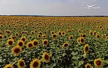 Технологии повышения урожайности: в Самарской области стартовал проект по семеноводству гибридов подсолнечника