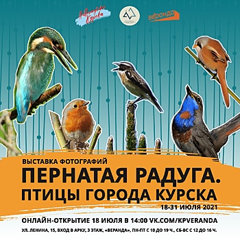 Курян приглашают на выставку фотографий «Пернатая радуга. Птицы города Курска»