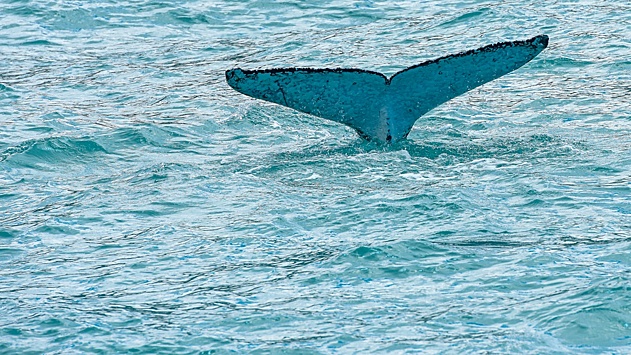 В Новой Зеландии, предположительно, кит опрокинул лодку с туристами