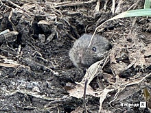 Рост заболеваемости мышиной лихорадкой зафиксировали в Арзамасе