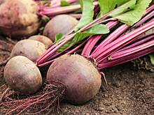 В Роскачестве рассказали, как выбрать и хранить свеклу