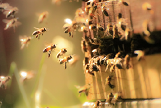 Жители Башкирии будут судиться с фермерами из-за гибели пчел
