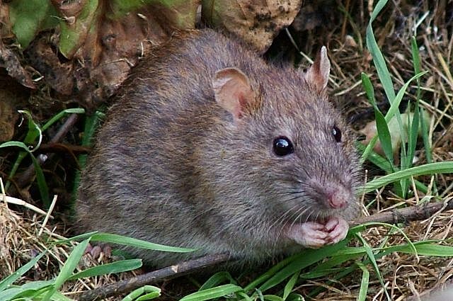 Чуму в Европе в XIV-XIX веках разносили не крысы, а люди – ученые