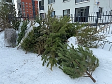 Куда свердловчанам выбросить новогоднюю елку: адреса площадок для крупногабаритного мусора