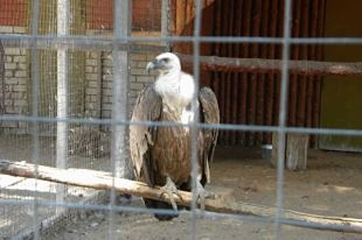 Директор зоопарка в Ставрополе оштрафован за нарушения