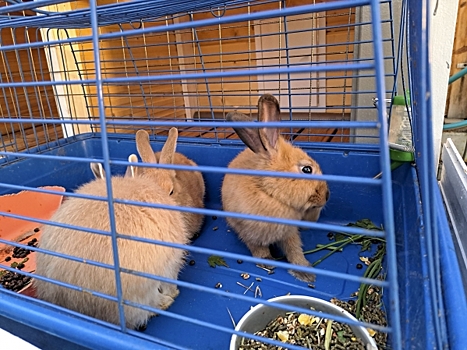 Владелец зоопарка в Магнитогорске привлечен к ответственности за отсутствие лицензии
