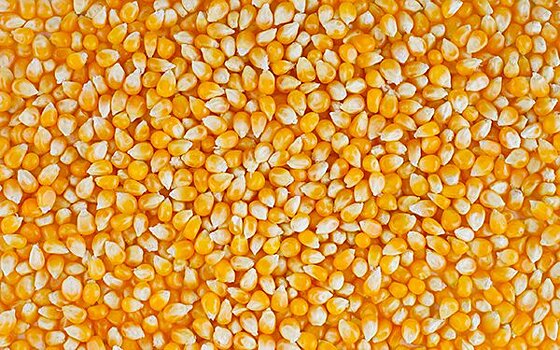          Особенности использования агропортала для продажи кукурузы       