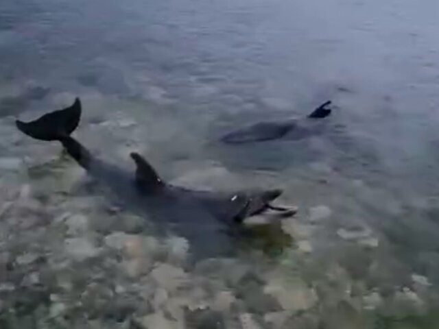 Выброшенных дельфинов из дельфинария в Севастополе пока не нашли — власти
