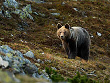 Зоолог Ефременко: в Подмосковье выросла популяция медведей, нужны меры защиты