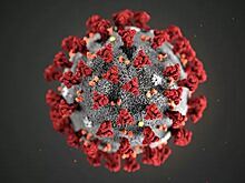 Китайские ученые рассказали о мутациях коронавируса