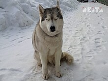 Назначение господдержки приютам для животных хотят сделать проще