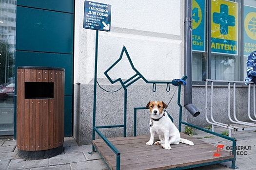 Туристы с животными в Калининграде не приветствуются