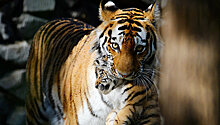 В Хабаровском крае стало больше тигров