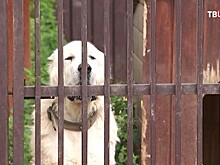 Житель Подмосковья устроил на участке "собачий концлагерь"