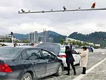 Китаянка спутала зад обезьяны с красным сигналом светофора и спровоцировала аварию