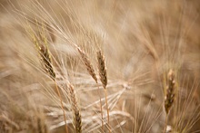 Волгоградская область собрала три миллиона тонн зерна
