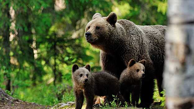 Поведение людей повлияло на воспитание медвежат в дикой природе