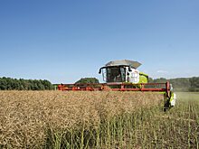 Урожай рапса на Алтае качественнее прошлогоднего