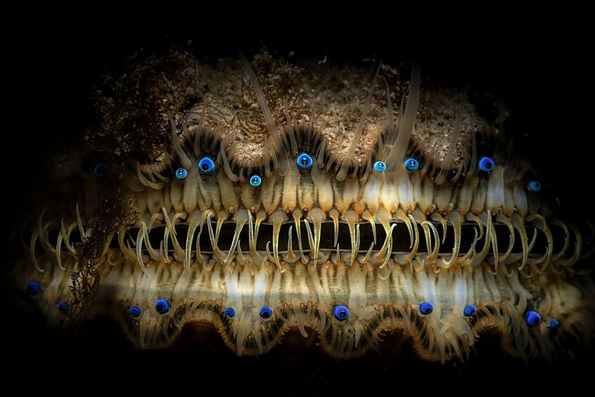 На фото изображен морской гребешок, а фотограф смог уловить его голубые глаза. Тот, кто сделал этот снимок признался, что это существо похоже на то, что он видел в своих кошмарах.