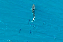 Тунцы догнали акулу-людоеда и начали чесаться о нее