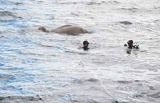 Военные Шри-Ланки спасли двух слонов из открытого моря