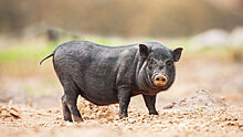 В крымском зоопарке уничтожили карликовых свиней
