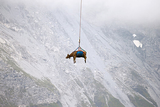 Раненых коров в Швейцарии эвакуировали с гор на вертолете