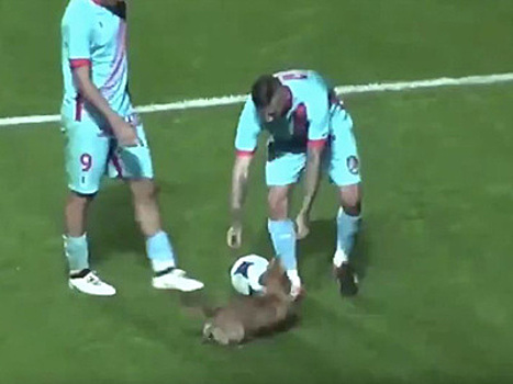 В Аргентине собака сорвала футбольный матч, виртуозно завладев мячом. Видео