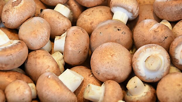 Как отличить съедобные грибы от ядовитых «двойников»
