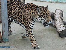 Зоопарку хотят выделить деньги на пополнение коллекции животных