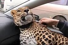 Смелый водитель такси прокатил клиента с леопардом