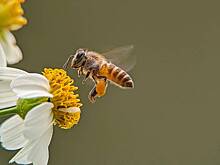 Можно просто посмотреть на пузырьки: как выбрать мед и что еще купить на пасеке