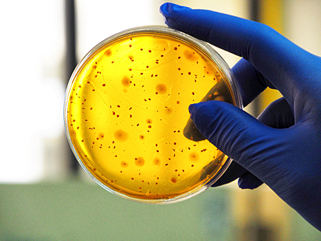 Ученые создали бактерии, способные вылечить рак
