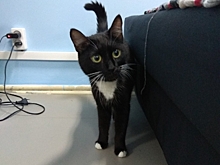 Екатерина Ефимова: "Все началось с того, что к нам заглянул китаец и попросил приютить его кошку Бу Дин"