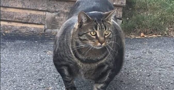 Кот-«качок» удивил всех невероятной мускулатурой, как у Шварценеггера