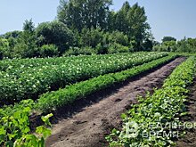 Росреестр зафиксировал популярность программы сельской ипотеки в ПФО и ЦФО: Татарстан попал в пятерку лидеров