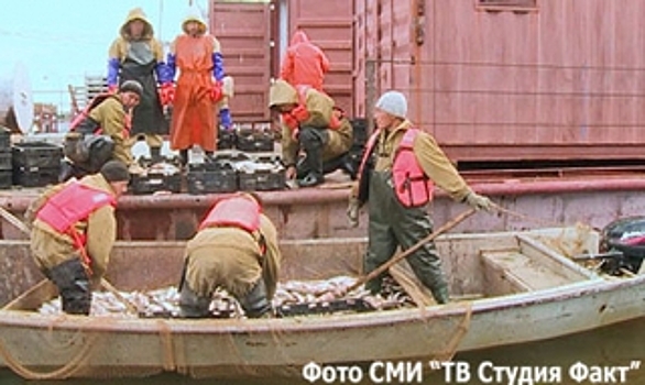 Тазовские рыбаки начали лов осенней ряпушки