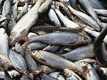 Глава Минпромторга Индии заявил о расширении поставок морепродуктов в РФ