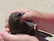 Хабаровчане стали носить на митинги ножи и топоры