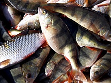 В Росприроднадзоре сообщили, из-за чего в Бердском заливе погибли 11 тыс. окуней