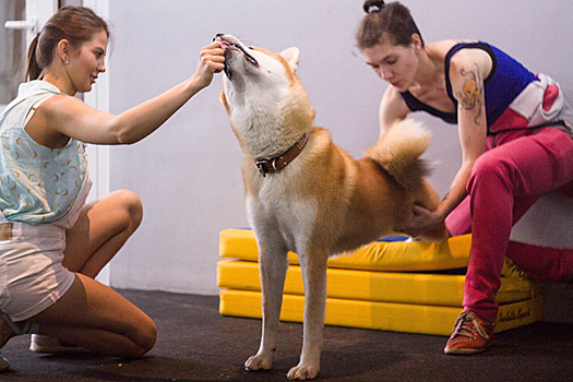 «Все как у людей»: как работают фитнес-центры для животных в Москве