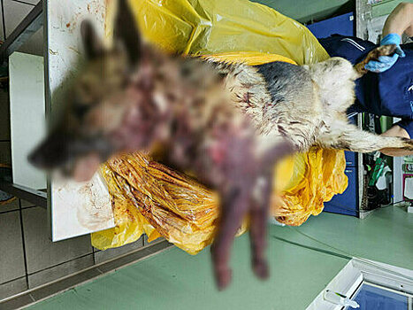 «Могла задрать стая собак»: обвинённый в убийстве овчарки под Калининградом изложил свою версию случившегося