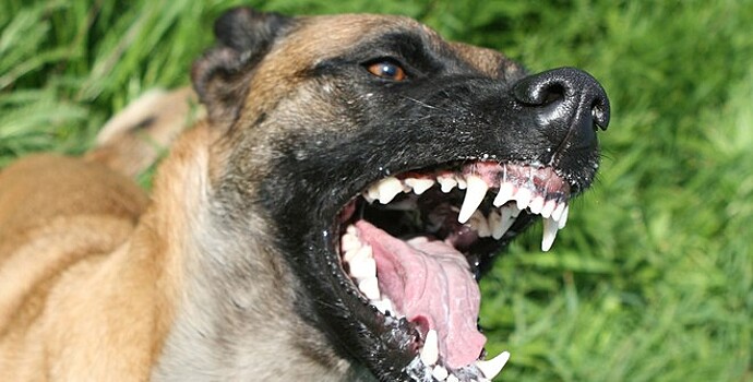 Растерзанный собаками труп нашли в Брянске