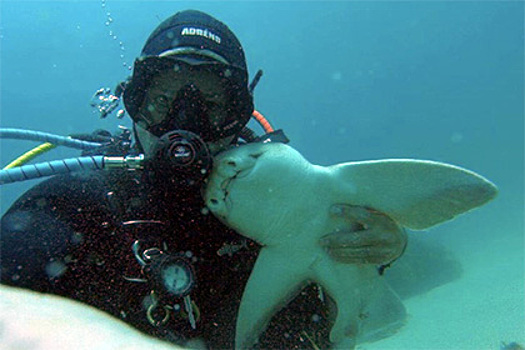 Обнимашки с хищницей: австралийский дайвер подружился с акулой
