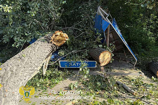 В Новосибирске дерево упало на ребенка на остановке