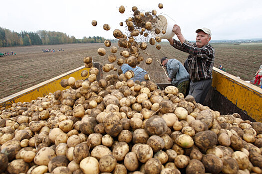 Украина откажется от картофеля из России