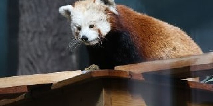 Зоологи бьют тревогу: красная панда – это не один, а два вида животных на грани вымирания