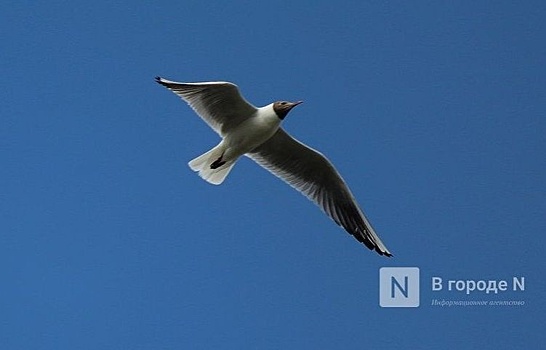 Чаек хотят отстреливать в зонах птицефабрик в Нижегородской области