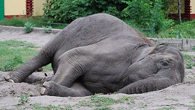 Ученые выяснили, почему слоны спят на боку